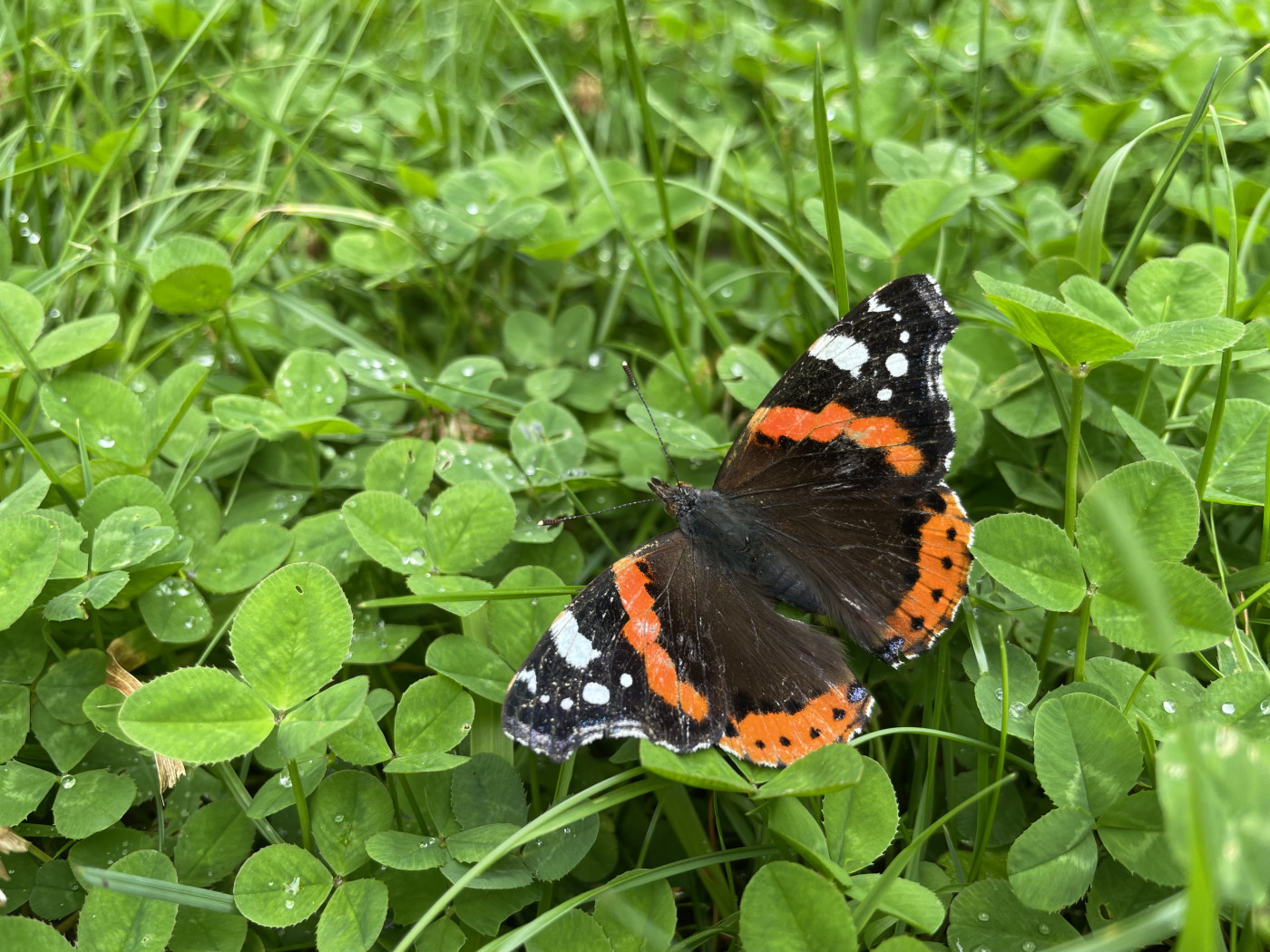 Papillon