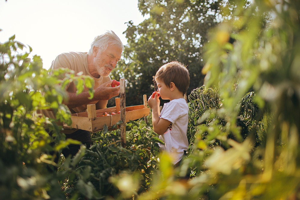 une personne âgée et un enfant en train de manger des fraises dans un jardin