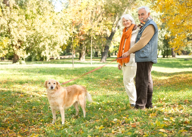 senior_chien