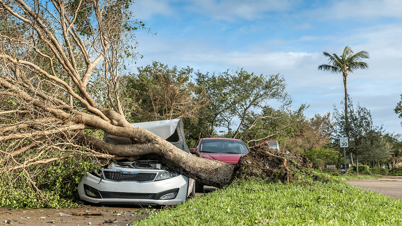 Voiture grise sous un arbre